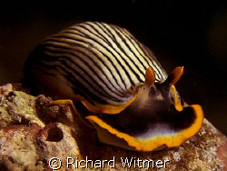 SMILE!  Armina Sp. G9/Ikelite DS160/UCL 165. by Richard Witmer 